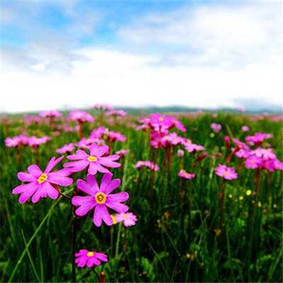 巫师竞技场英雄冒险手游下载